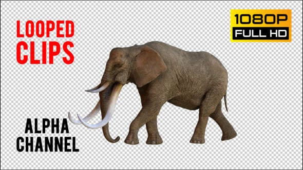 Elephant 1 Realistic Pack 3 - Videohive 21188046 Download