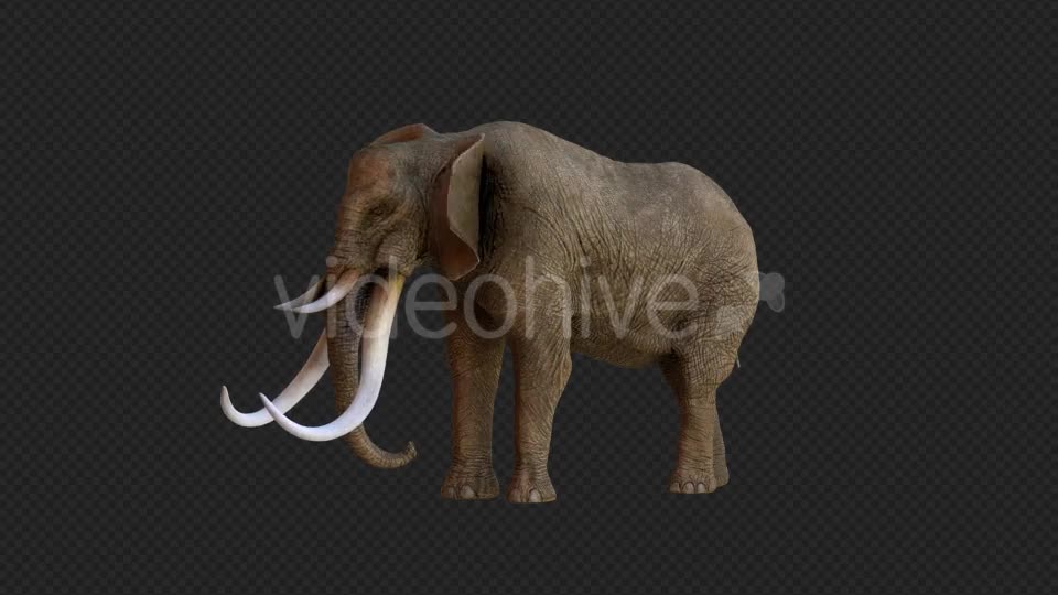 Elephant 2 Realistic Videohive 21188148 Motion Graphics Image 1