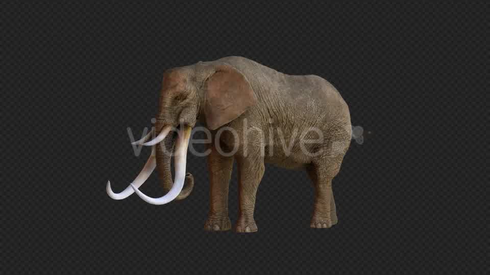 Elephant 2 Realistic Videohive 21188148 Motion Graphics Image 10
