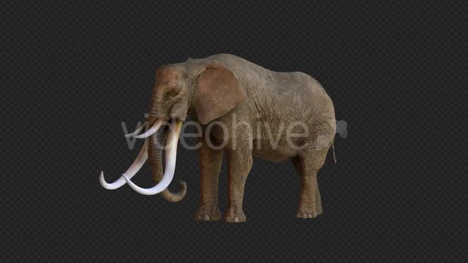 Elephant 2 Realistic Videohive 21188148 Motion Graphics Image 11