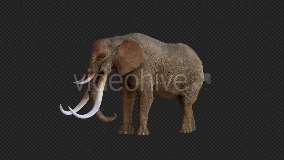 Elephant 2 Realistic Videohive 21188148 Motion Graphics Image 2