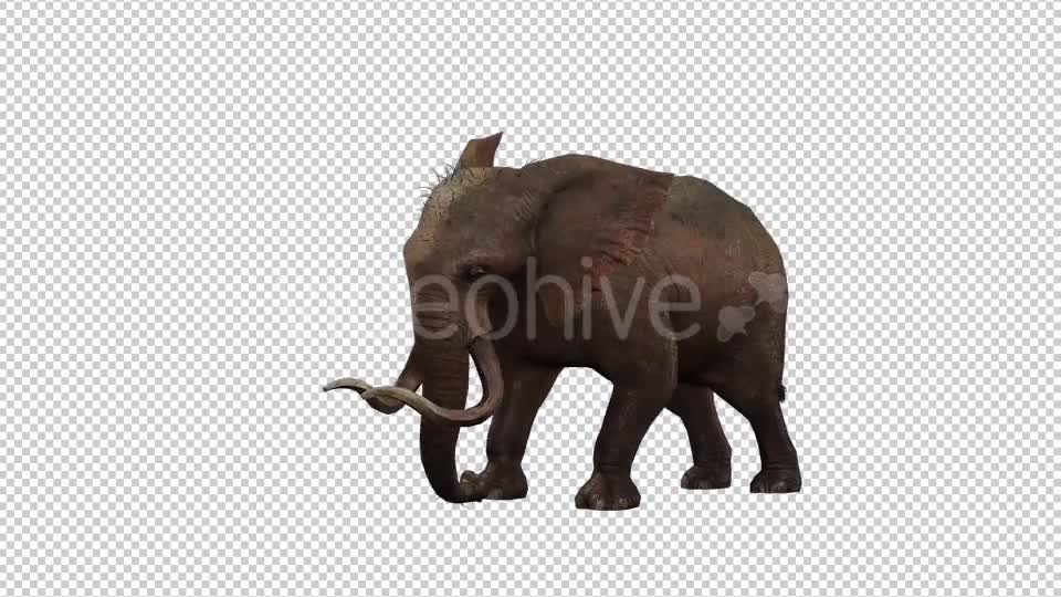 Elephant 2 Videohive 20838838 Motion Graphics Image 1