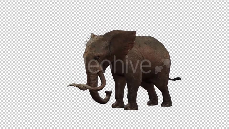 Elephant 2 Videohive 20838838 Motion Graphics Image 3