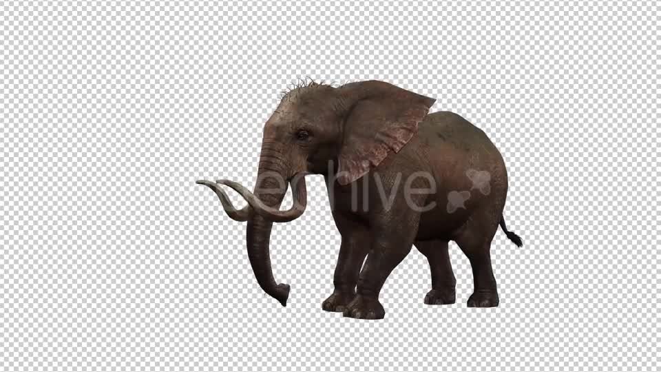 Elephant 5 Videohive 20838924 Motion Graphics Image 1