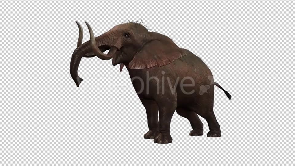 Elephant 5 Videohive 20838924 Motion Graphics Image 2