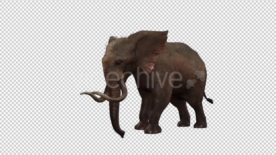 Elephant 5 Videohive 20838924 Motion Graphics Image 3