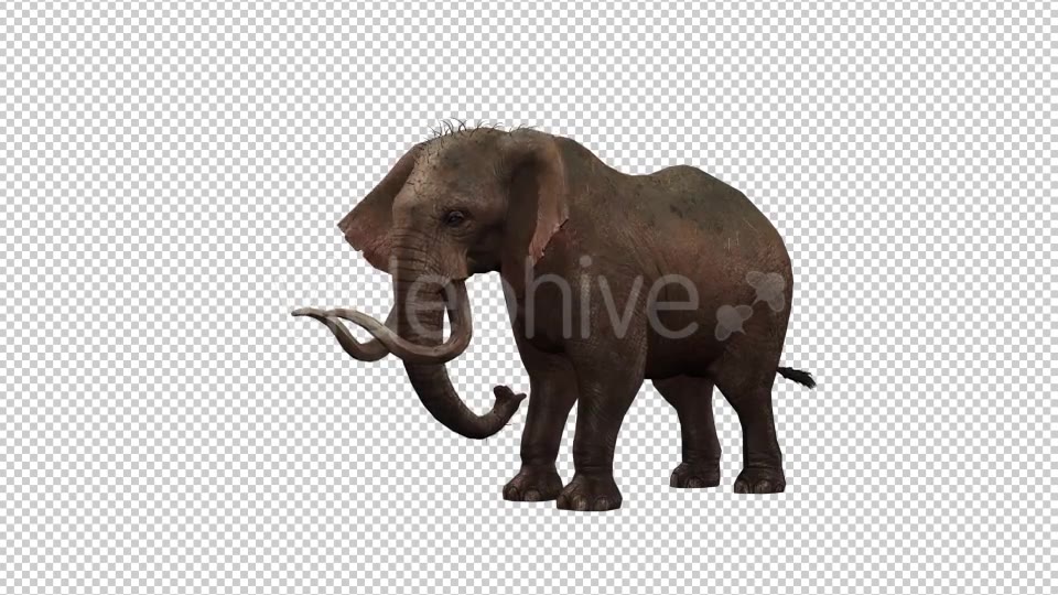 Elephant 6 Videohive 20838945 Motion Graphics Image 3
