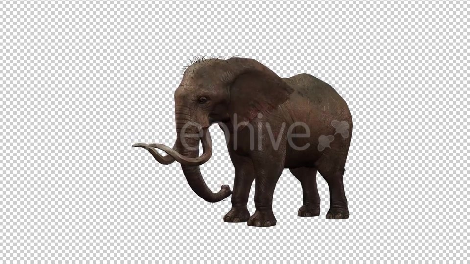 Elephant 6 Videohive 20838945 Motion Graphics Image 4