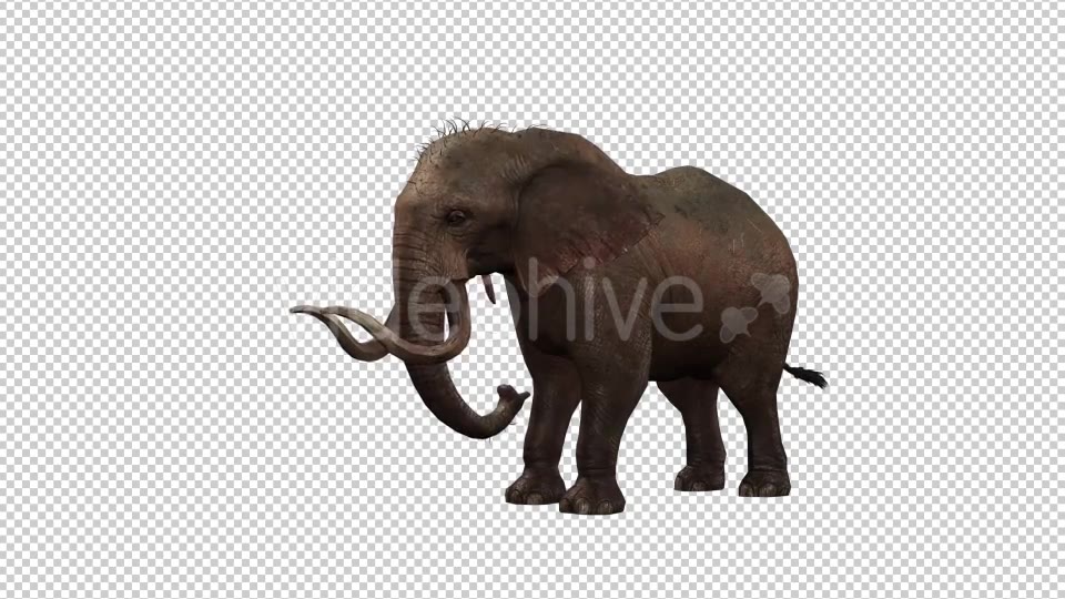 Elephant 6 Videohive 20838945 Motion Graphics Image 5