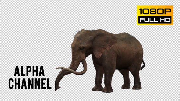 Elephant 6 - 20838945 Videohive Download