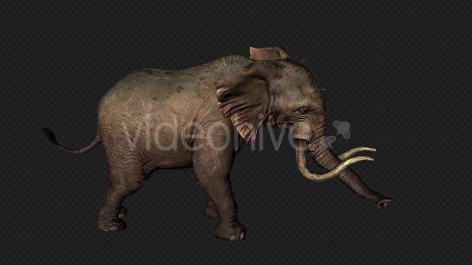 Elephant Attack And Firing Pack 6 In 1 Videohive 19869023 Motion Graphics Image 1