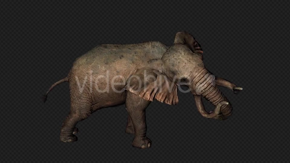 Elephant Attack And Firing Pack 6 In 1 Videohive 19869023 Motion Graphics Image 2