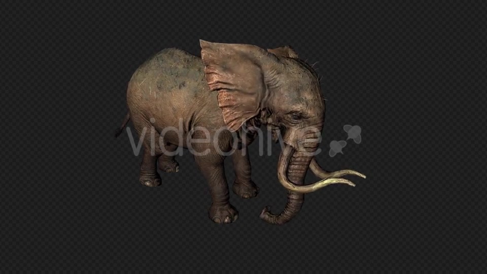 Elephant Attack And Firing Pack 6 In 1 Videohive 19869023 Motion Graphics Image 3