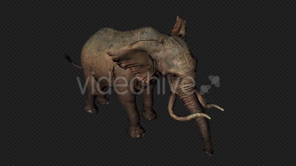 Elephant Attack And Firing Pack 6 In 1 Videohive 19869023 Motion Graphics Image 4