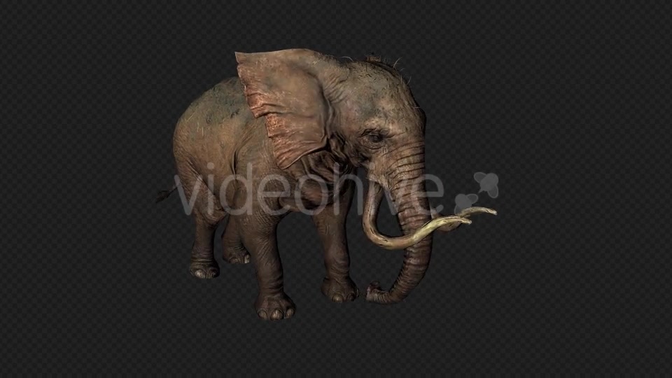 Elephant Attack And Firing Pack 6 In 1 Videohive 19869023 Motion Graphics Image 6