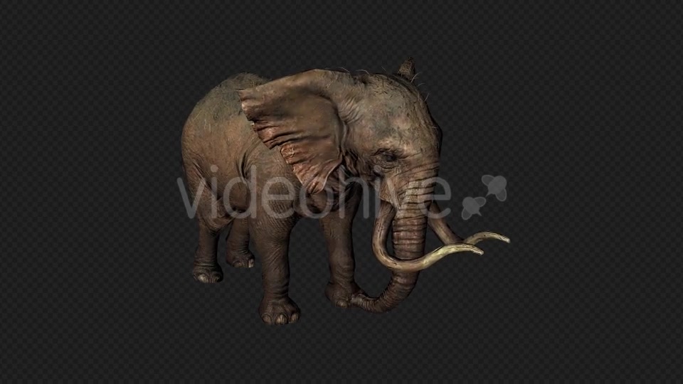 Elephant Attack And Firing Pack 6 In 1 Videohive 19869023 Motion Graphics Image 7