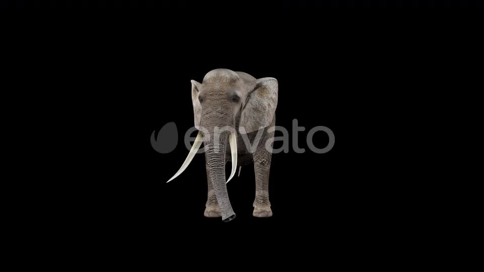 Elephant Eat Videohive 22803546 Motion Graphics Image 1