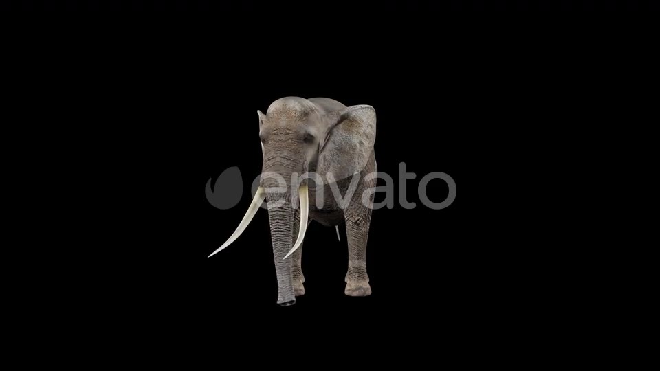 Elephant Eat Videohive 22803546 Motion Graphics Image 2
