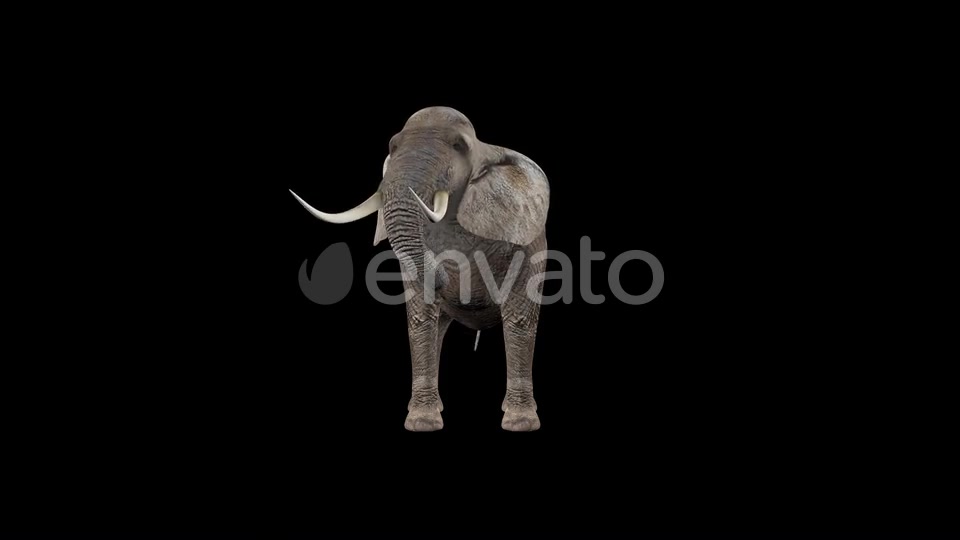 Elephant Eat Videohive 22803546 Motion Graphics Image 5