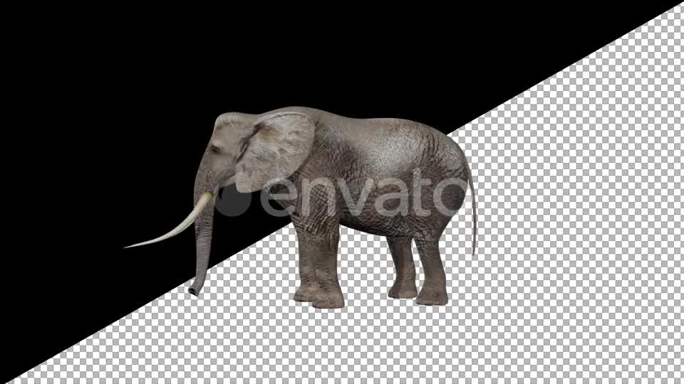 Elephant Eats Videohive 21740275 Motion Graphics Image 1
