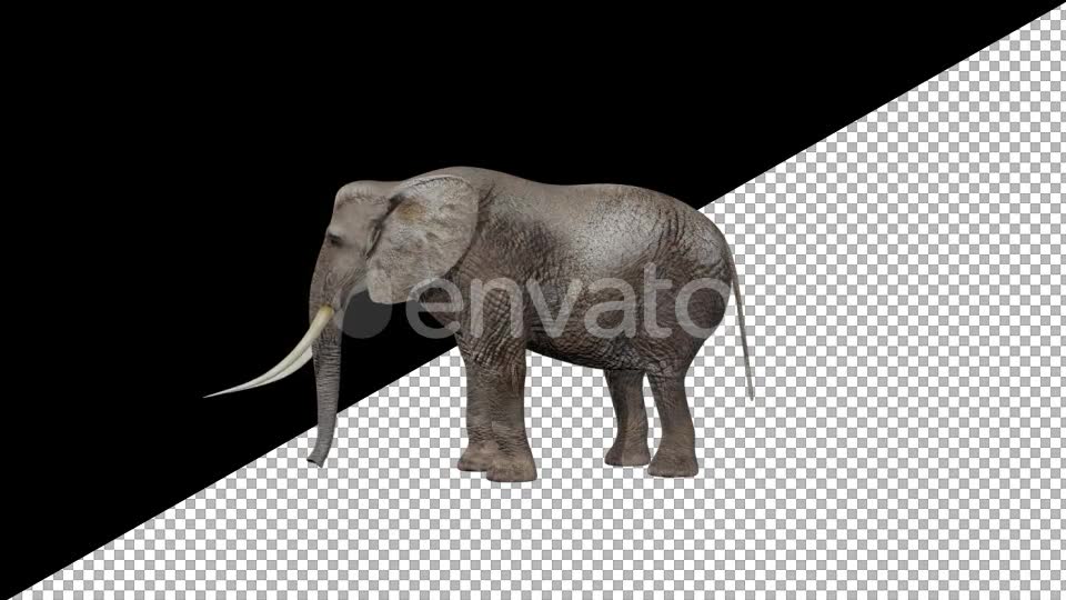 Elephant Eats Videohive 21740275 Motion Graphics Image 2