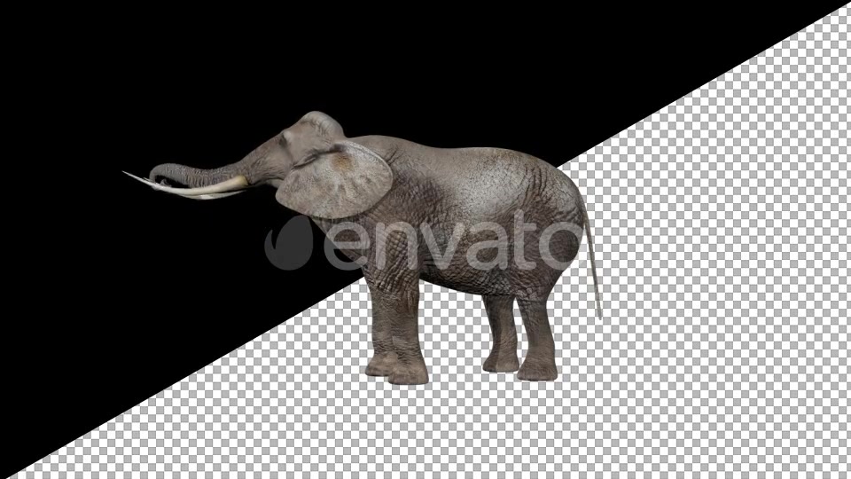Elephant Eats Videohive 21740275 Motion Graphics Image 4