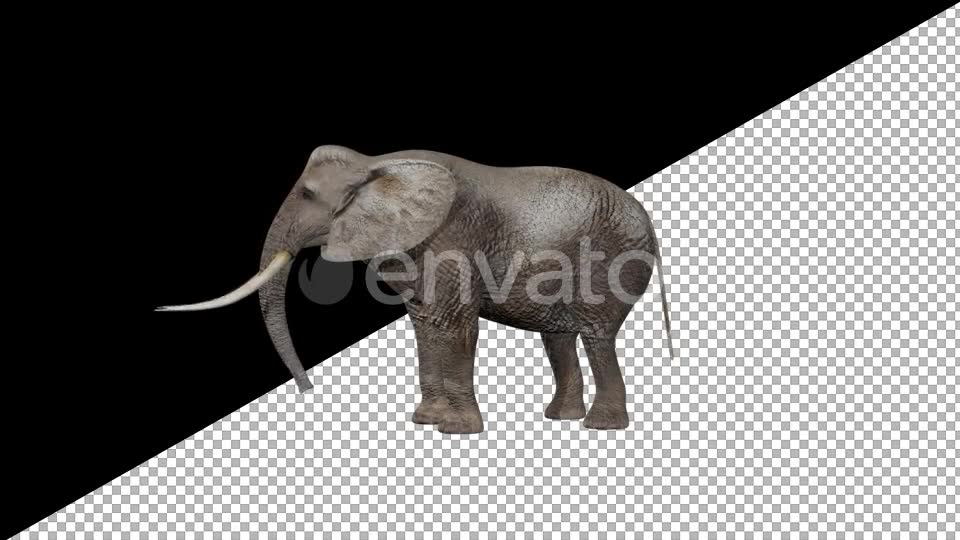 Elephant Eats Videohive 21740275 Motion Graphics Image 6