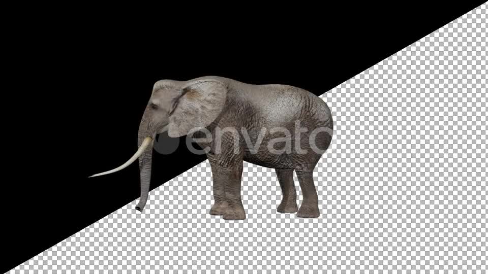 Elephant Eats Videohive 21740275 Motion Graphics Image 7