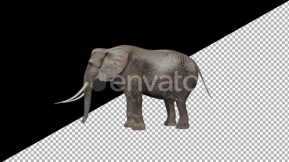 Elephant Eats Videohive 21740275 Motion Graphics Image 8