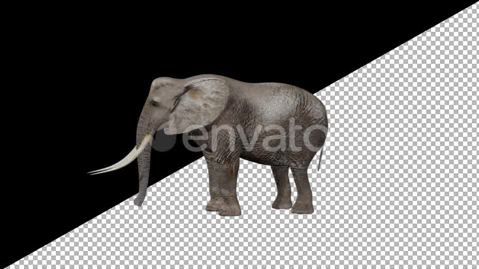 Elephant Eats Videohive 21740275 Motion Graphics Image 9