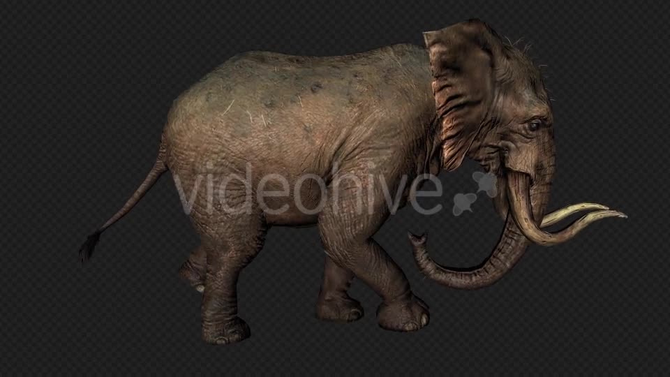 Elephant Run And Walk Pack 4 In 1 Videohive 19868991 Motion Graphics Image 1
