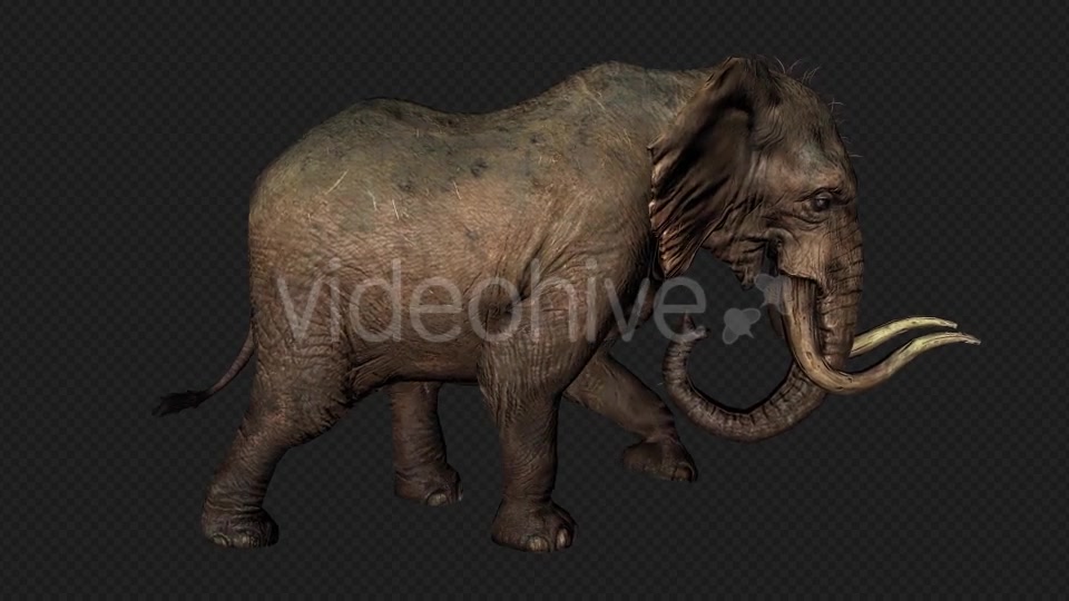 Elephant Run And Walk Pack 4 In 1 Videohive 19868991 Motion Graphics Image 10