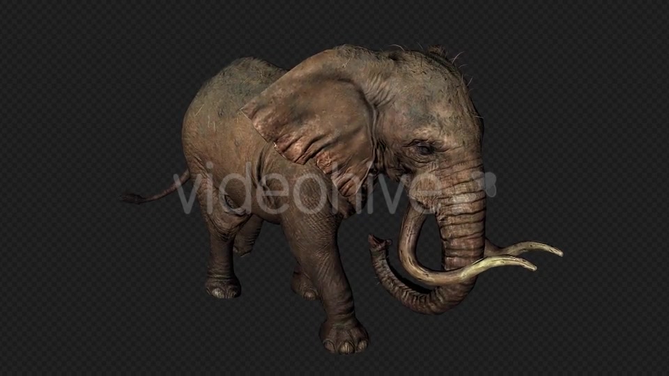 Elephant Run And Walk Pack 4 In 1 Videohive 19868991 Motion Graphics Image 11