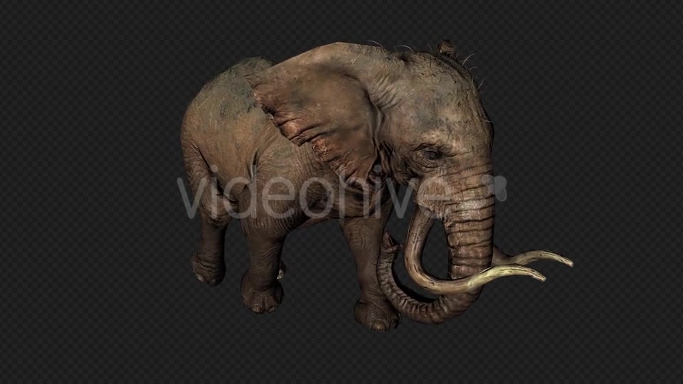 Elephant Run And Walk Pack 4 In 1 Videohive 19868991 Motion Graphics Image 12