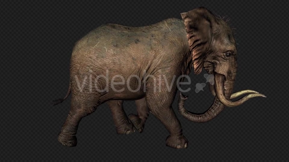 Elephant Run And Walk Pack 4 In 1 Videohive 19868991 Motion Graphics Image 2