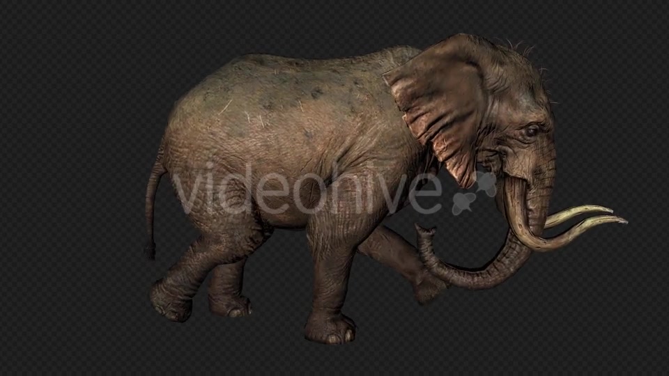 Elephant Run And Walk Pack 4 In 1 Videohive 19868991 Motion Graphics Image 3