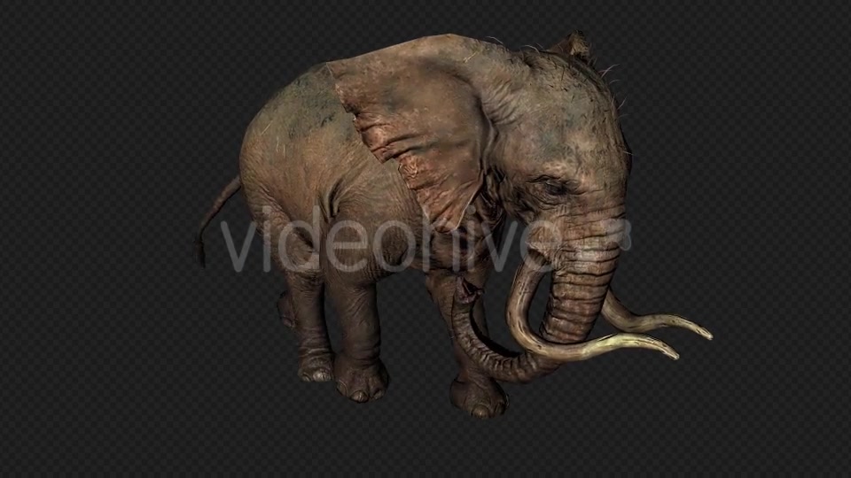 Elephant Run And Walk Pack 4 In 1 Videohive 19868991 Motion Graphics Image 4