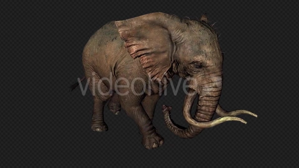 Elephant Run And Walk Pack 4 In 1 Videohive 19868991 Motion Graphics Image 5