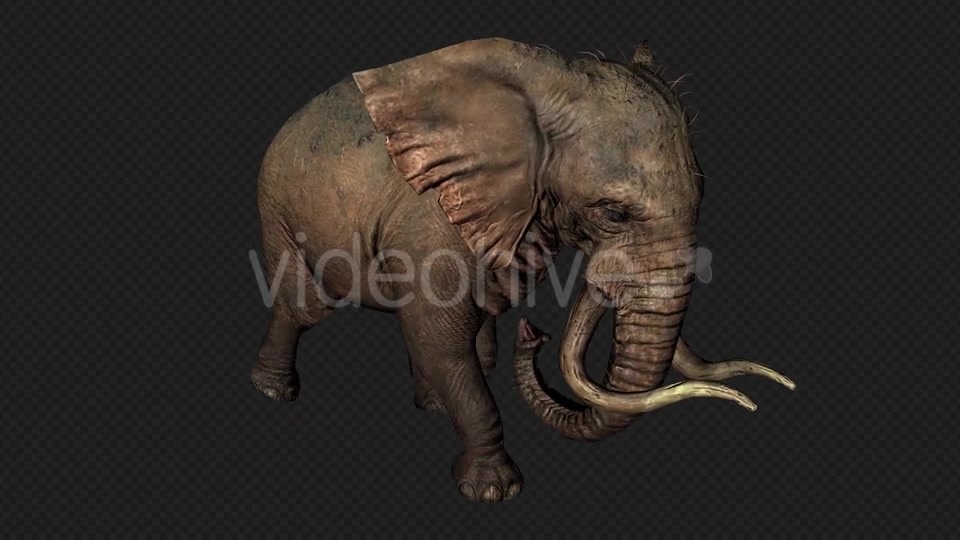 Elephant Run And Walk Pack 4 In 1 Videohive 19868991 Motion Graphics Image 6