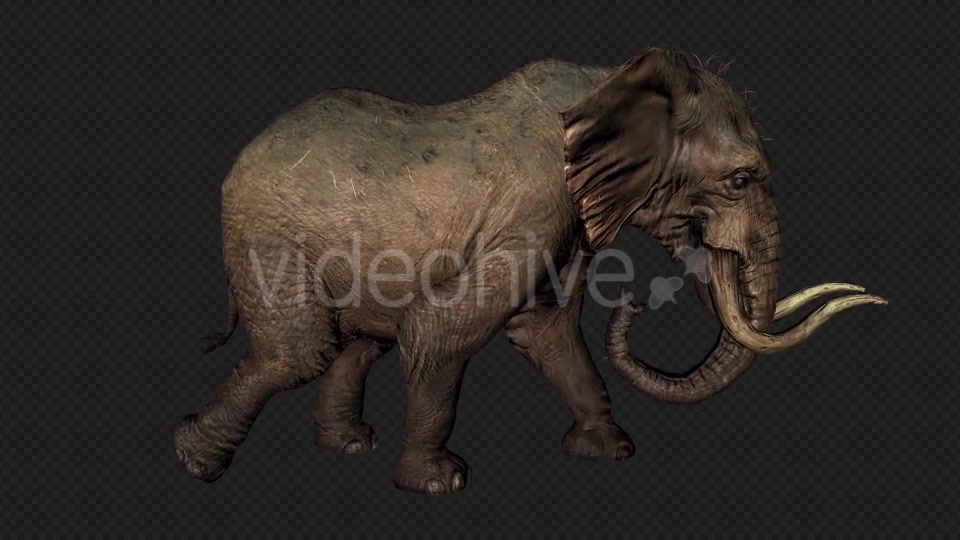 Elephant Run And Walk Pack 4 In 1 Videohive 19868991 Motion Graphics Image 7