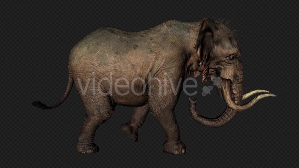 Elephant Run And Walk Pack 4 In 1 Videohive 19868991 Motion Graphics Image 8