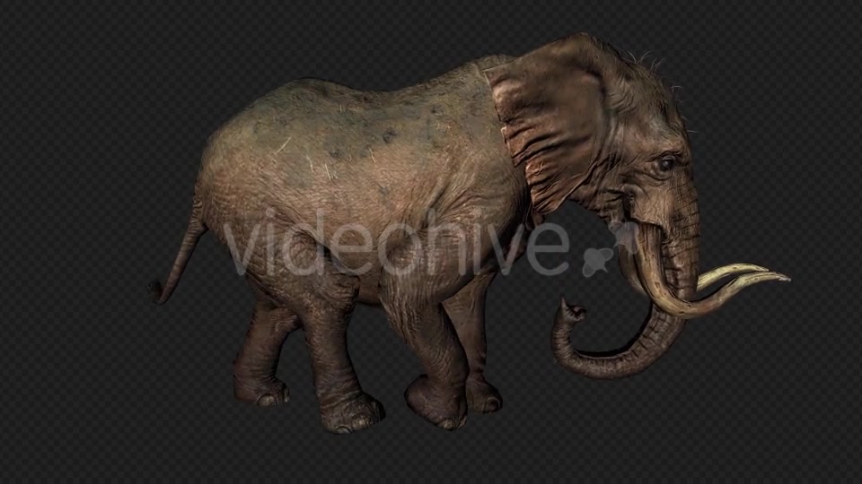 Elephant Run And Walk Pack 4 In 1 Videohive 19868991 Motion Graphics Image 9
