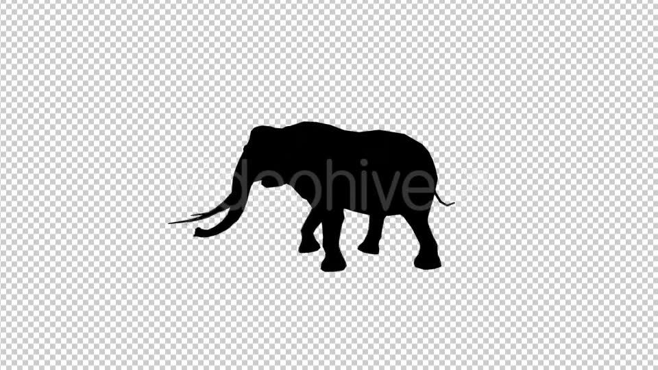 Elephant Walk Silhouette Videohive 20030745 Motion Graphics Image 2