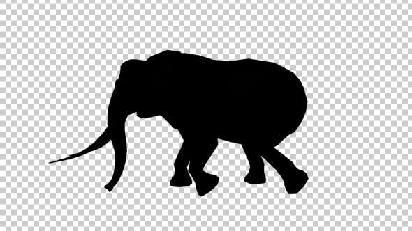 Elephant Walk Silhouette - 20030745 Download Videohive