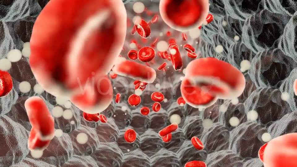 Erythrocytes Moving in the Blood Stream Videohive 21185597 Motion Graphics Image 2