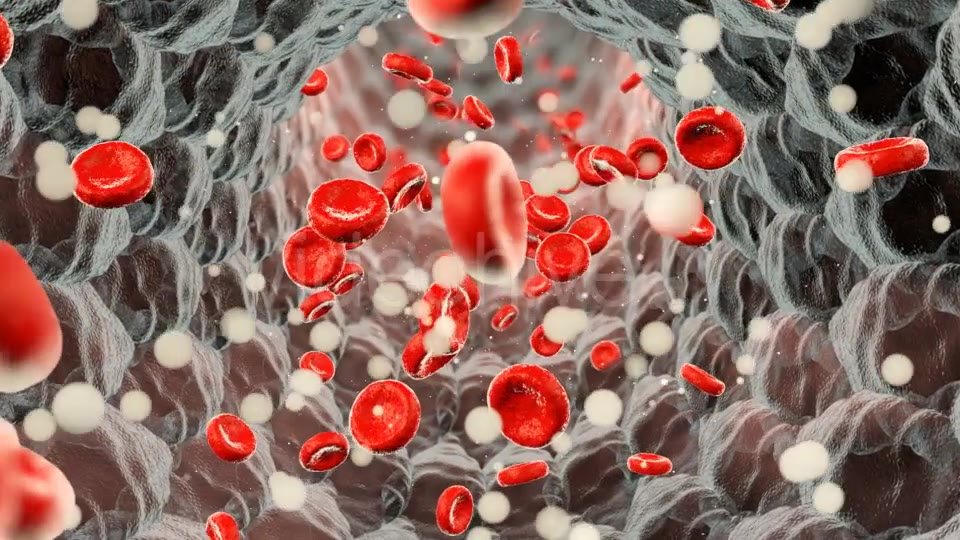 Erythrocytes Moving in the Blood Stream Videohive 21185597 Motion Graphics Image 3