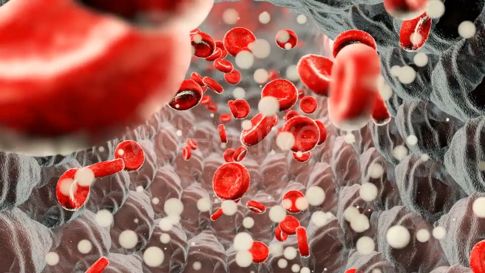 Erythrocytes Moving in the Blood Stream Videohive 21185597 Motion Graphics Image 4