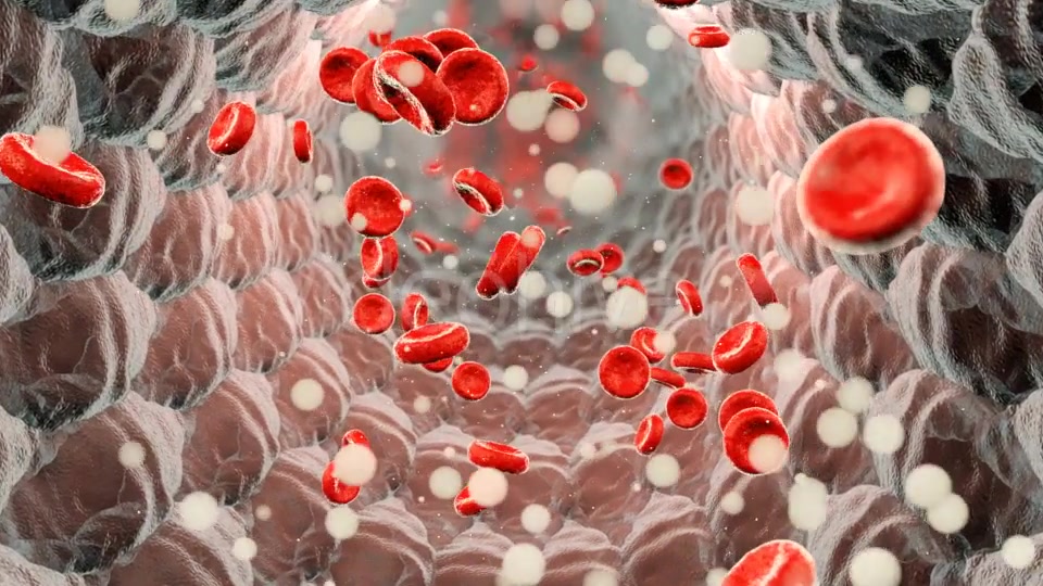 Erythrocytes Moving in the Blood Stream Videohive 21185597 Motion Graphics Image 5