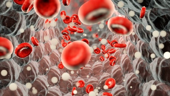 Erythrocytes Moving in the Blood Stream - Videohive 21185597 Download