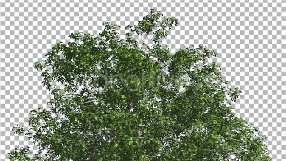 European Beech Crown Tree Green Branches Leaves Videohive 13833939 Motion Graphics Image 1